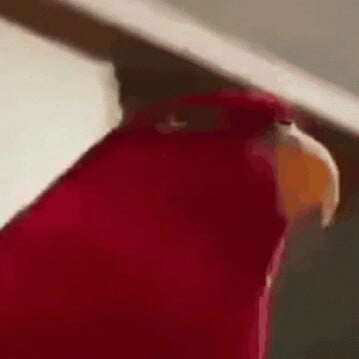 Red bird