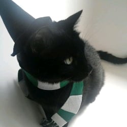 severus snape (gato) (10)