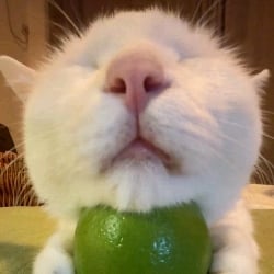 stinkybutt