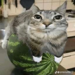 t fuging cat in a melon