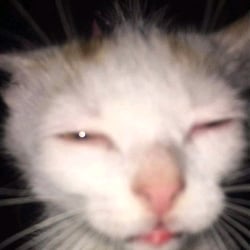 Juzgon cat