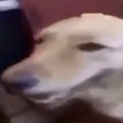 B U  T  T  E  R   D  O  G