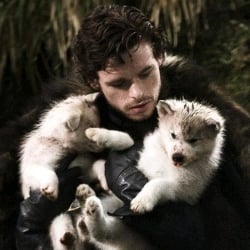 Robb Stark the Young Wolf