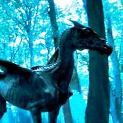 horse  undead