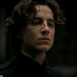 Regulus black (adult)