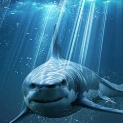 sharks