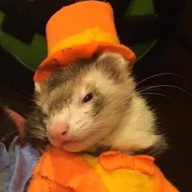 Fred Weasley [ferret]