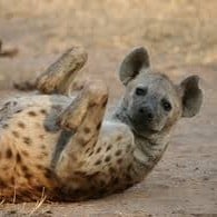 Hyena (female)