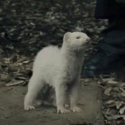 Draco Malfoy