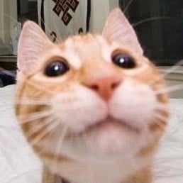 Kitty