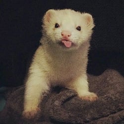 Draco Malfoy ferret