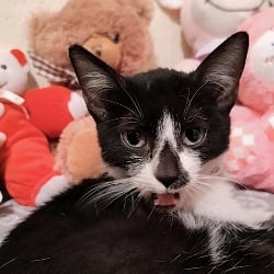Mariwuano cat