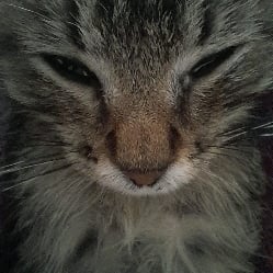 mi gato,evan.🐱