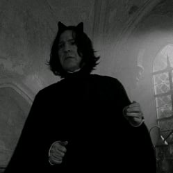 <Snape cat>