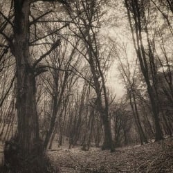 Liu Allen Woods