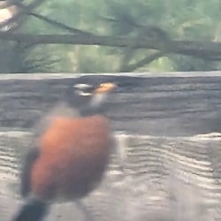 bird