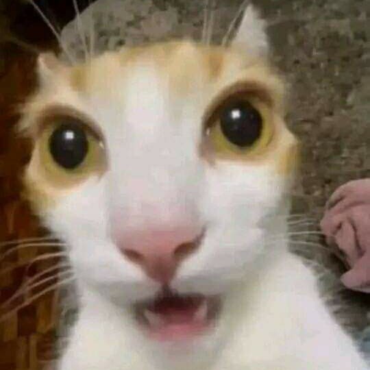 Cat XD