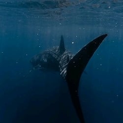 Tiburón Mako