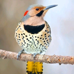 Flicky the woodpecker