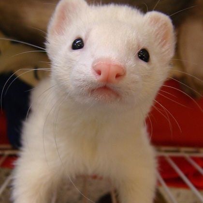 Malfoy Ferret