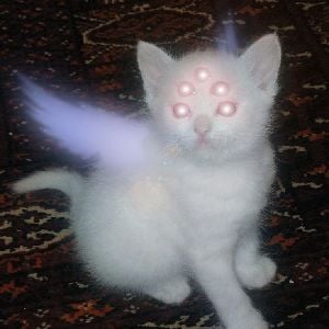 Meow