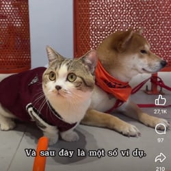 hallo
