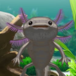 axolotl