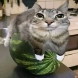 That cat in a melon