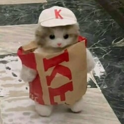 KFC Kitten