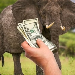 buy an elephant