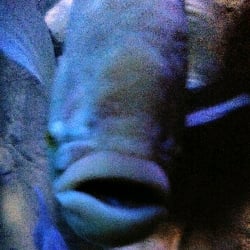 asshole fish