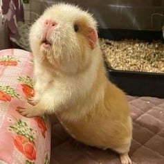 Thomas 🐹