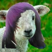 emo sheep