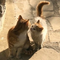 Cat.