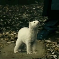 Draco Malfoy