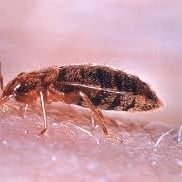bed bug