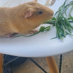 Reginald