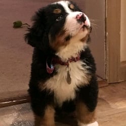 Roscoe