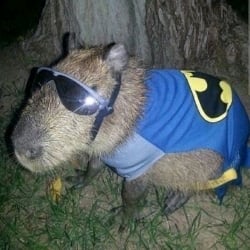 insane capybara🤑