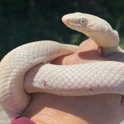 snake