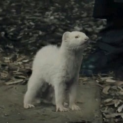 Draco (ferret)