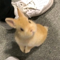 Bunny