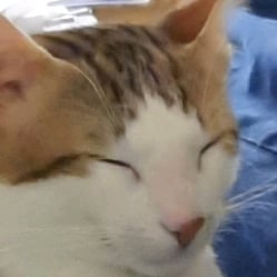 my cat :3