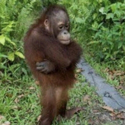 Orangutan