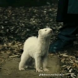 Draco Malfoy