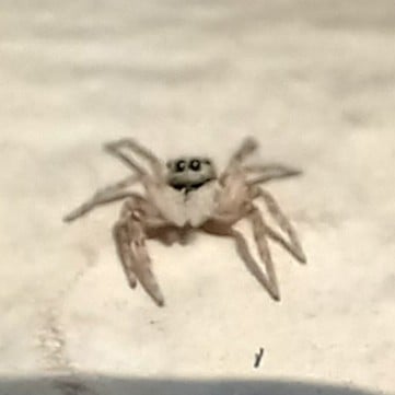 jumping spider