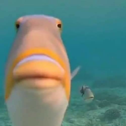 fish