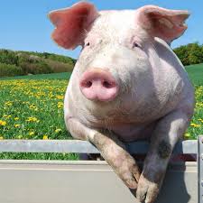 white pig male