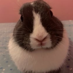 oreo (cute bunny)