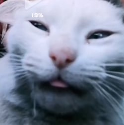 King xd